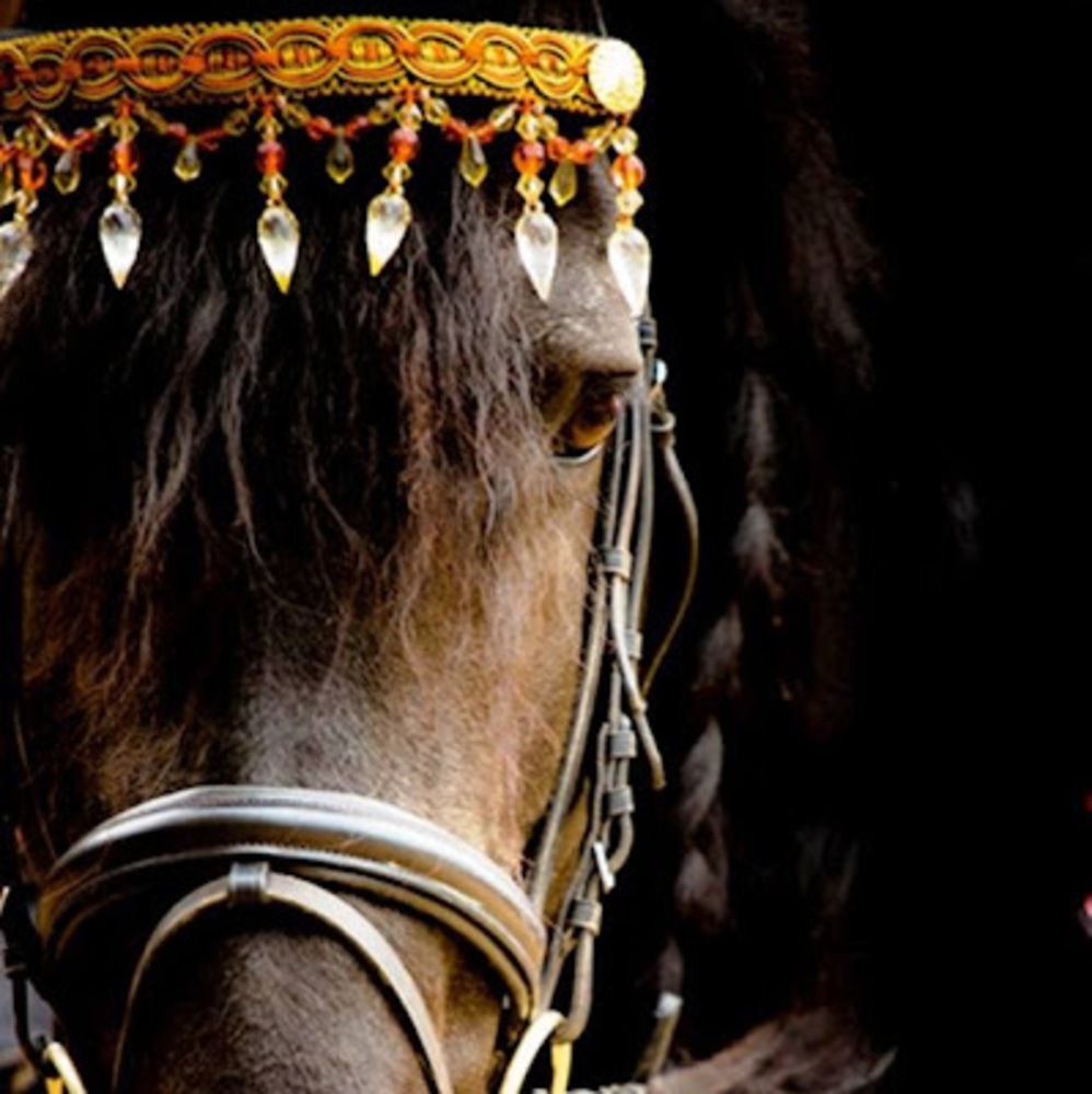 Meet your Posher, Mon cheval